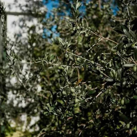 Olive House